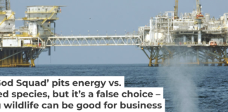 Boat strikes can harm or kill whales and are one concern about the oil industry’s environmental impact. Robyn Beck/AFP via Getty Images